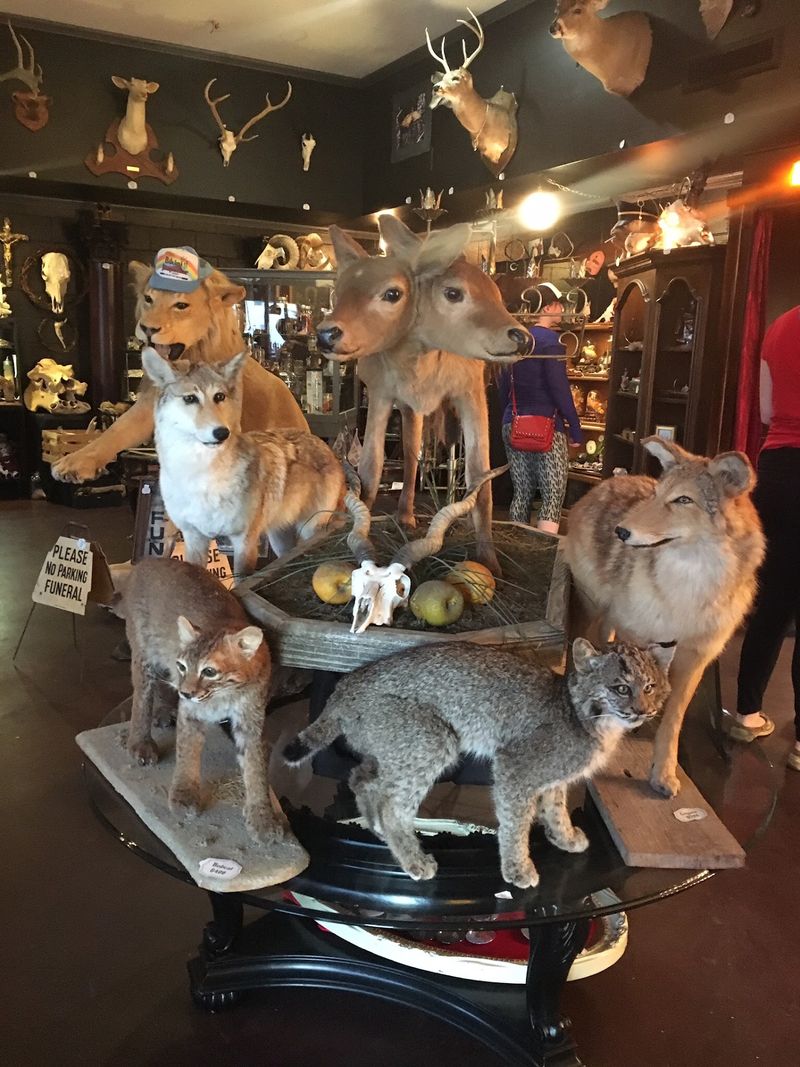Creepy, Quirky, and Surprisingly Fun to Browse Creepy, Quirky, and Surprisingly Fun to Browse