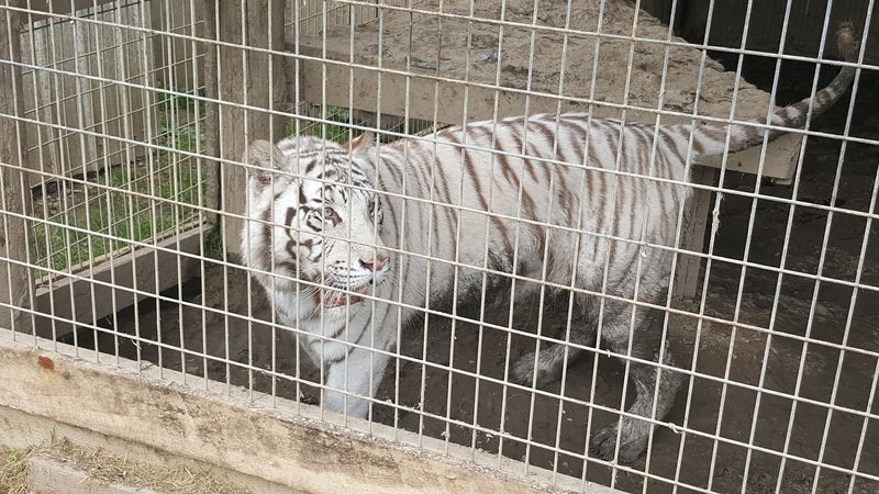 Critter Country Animal Farm Critter Country Animal Farm