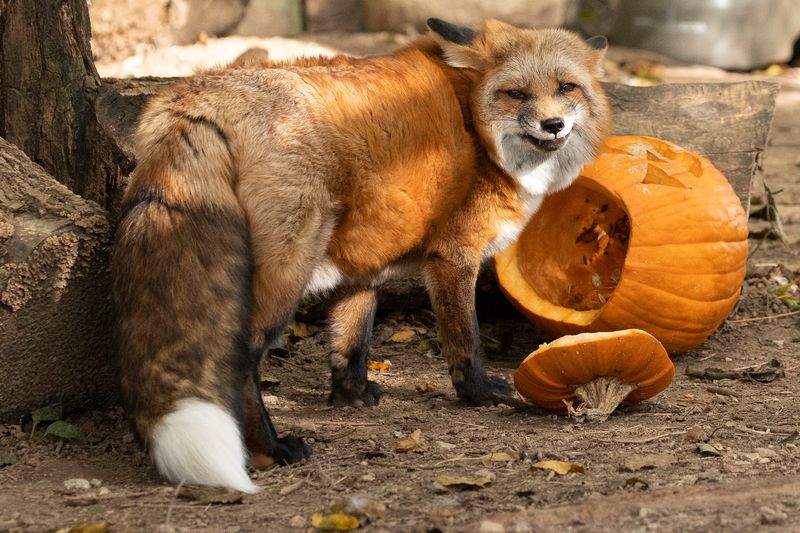 More Than Wolves, Foxes and Bison Expand the Story More Than Wolves, Foxes and Bison Expand the Story