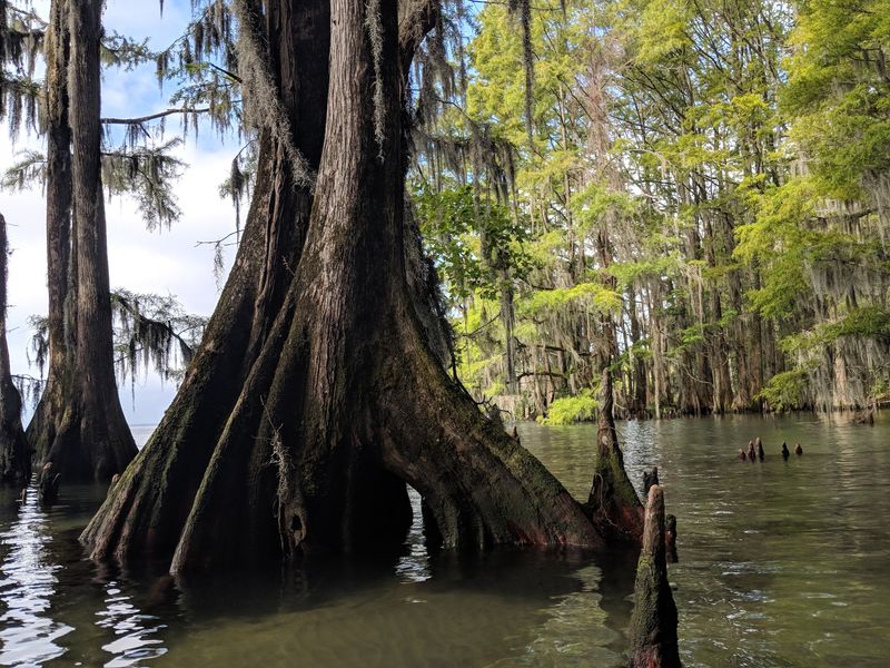 Cypress Trees Add An Ancient Mood Cypress Trees Add An Ancient Mood
