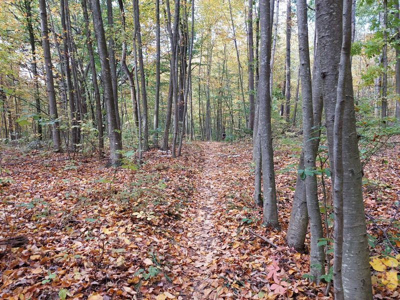 Deer Path Trail - Allamuchy Mountain State Park Deer Path Trail - Allamuchy Mountain State Park