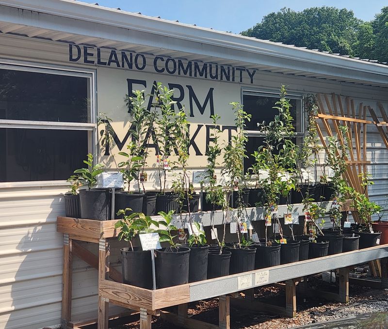 Delano Delano
