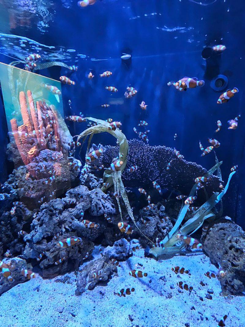 Digital Aquarium Drawing Wall Digital Aquarium Drawing Wall