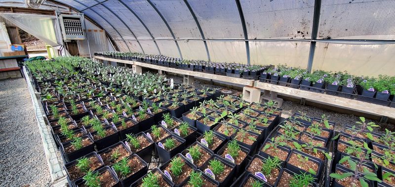 Discover Unusual Herbs You Probably Won't See at Your Local Garden Center