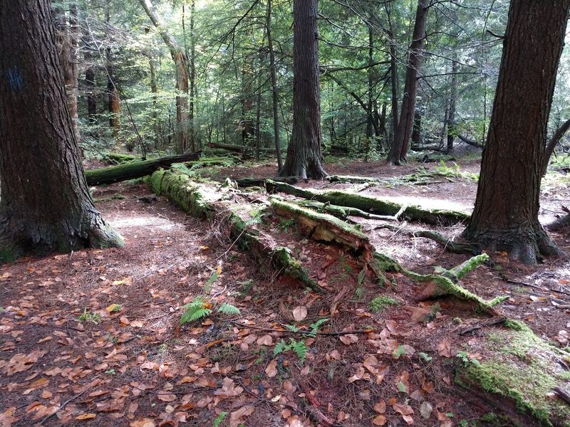 Easy Walking With A Few Roots And Bumpy Spots