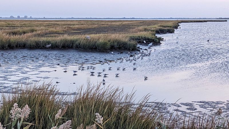 Edwin B. Forsythe National Wildlife Refuge - Galloway