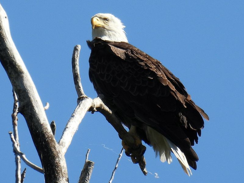 Egrets, Swans, And Eagles Steal The Spotlight Egrets, Swans, And Eagles Steal The Spotlight