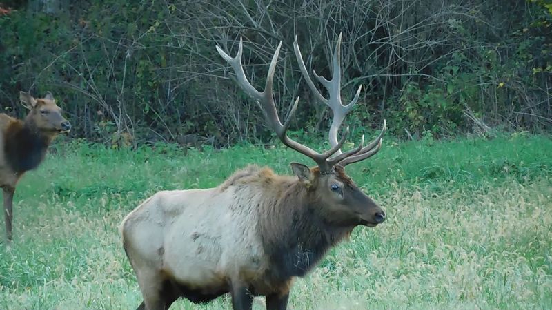 Elk Sightings Steal The Show