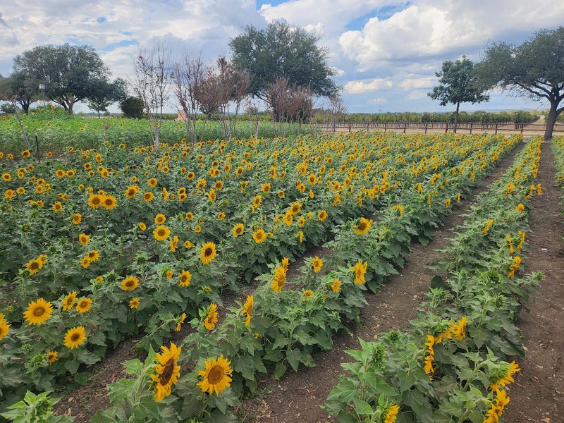 Endless Fields of Golden Sunflowers Endless Fields of Golden Sunflowers