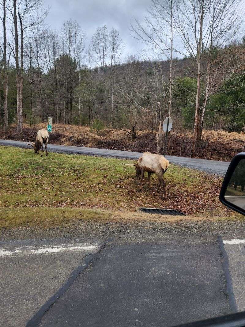 Enjoy the scenic drive through elk country Enjoy the scenic drive through elk country