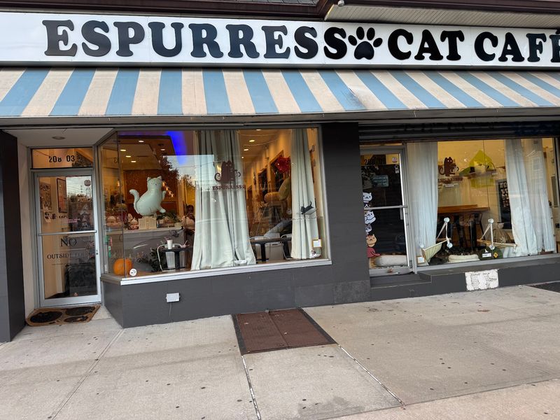 Espurresso Cat Cafe - 208-03 35th Ave, Bayside, NY 11361