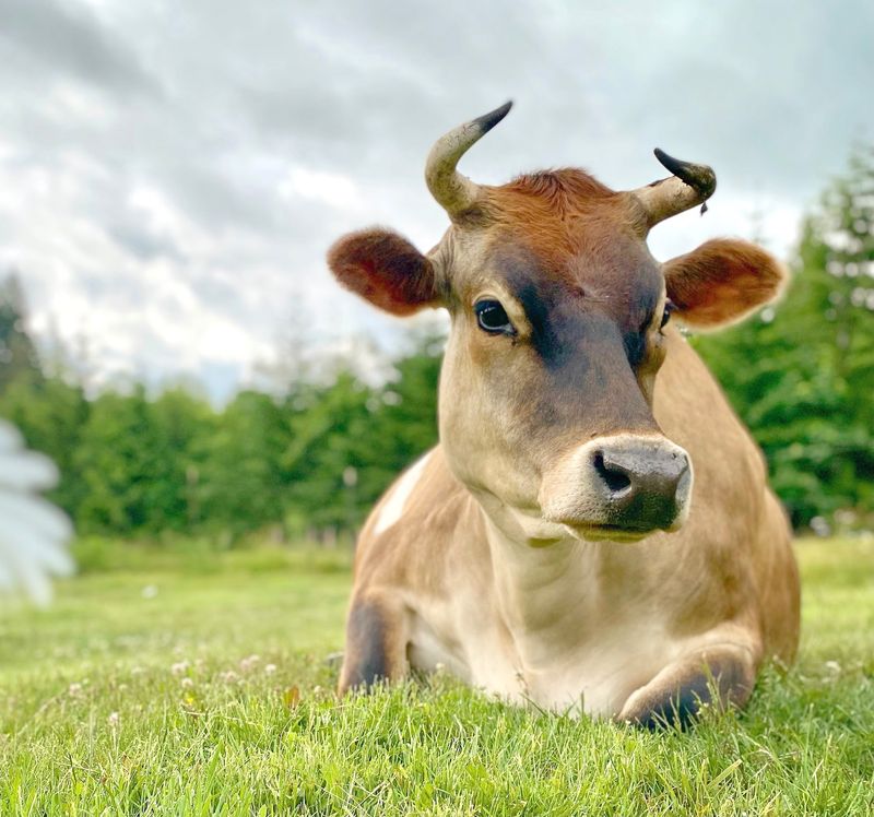 Every Animal Here Has a Story Worth Knowing Every Animal Here Has a Story Worth Knowing