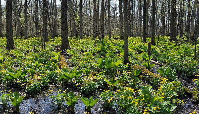 Every Season Gives the Preserve a Different Mood Every Season Gives the Preserve a Different Mood