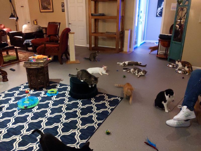 Exceptional Cleanliness Despite Dozens of Resident Cats