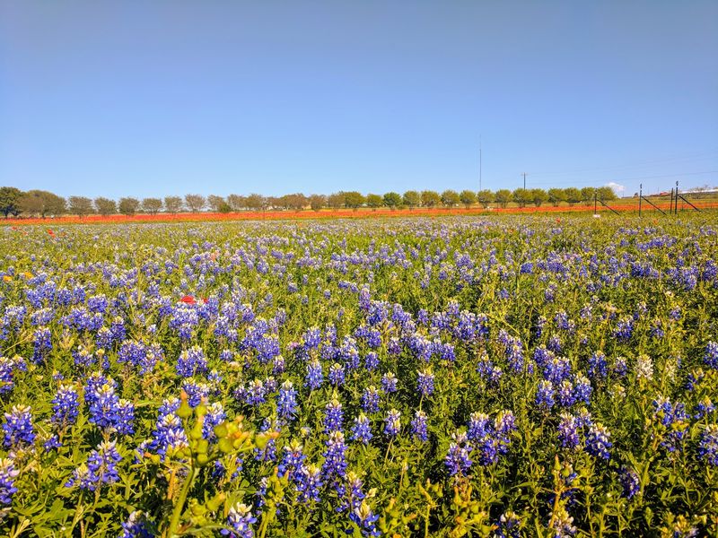 Expansive Plant Nursery with Texas Natives Expansive Plant Nursery with Texas Natives