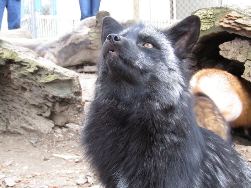 Coyotes Bring a Wilder, More Familiar Kind of Mystery Coyotes Bring a Wilder, More Familiar Kind of Mystery