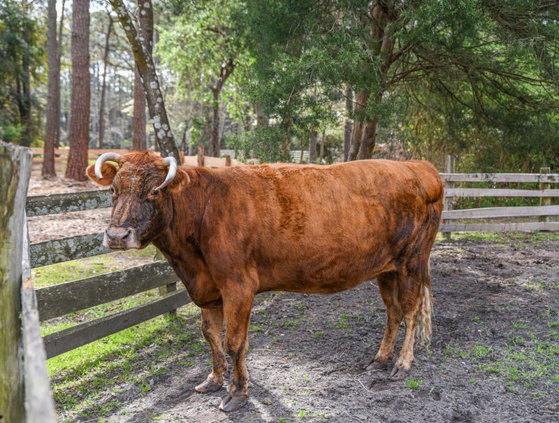 Farm Animals That Make History Feel Real Farm Animals That Make History Feel Real