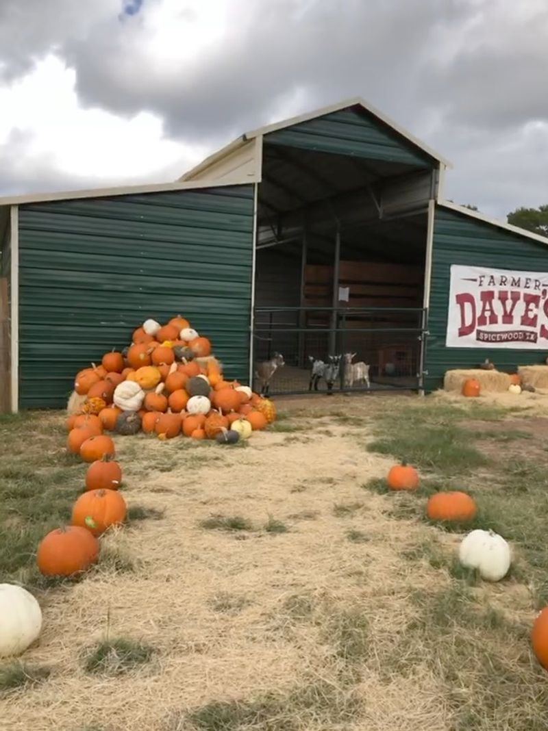 Farmer Dave's (Spicewood)