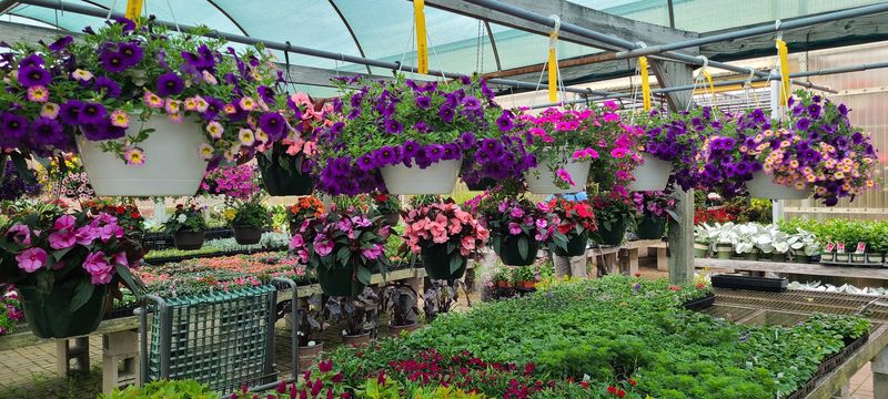 Flowers Plants and Local Treats Add to the Fun Flowers Plants and Local Treats Add to the Fun
