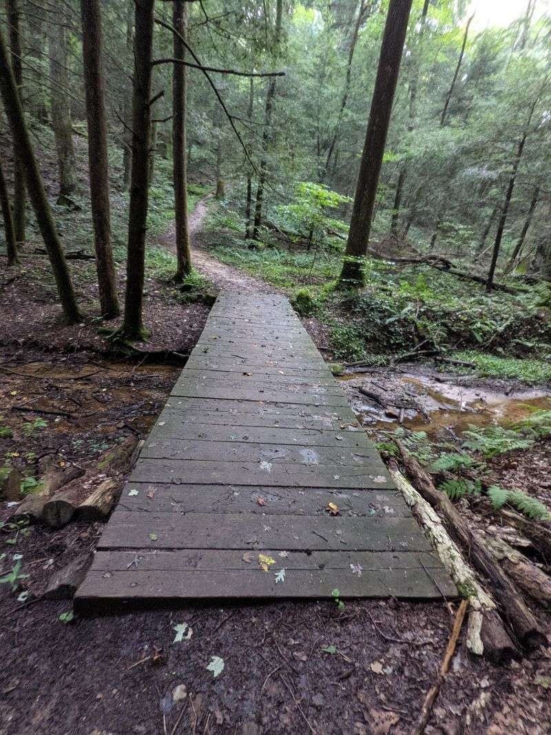 Forest Trails Feel Like Another World Forest Trails Feel Like Another World