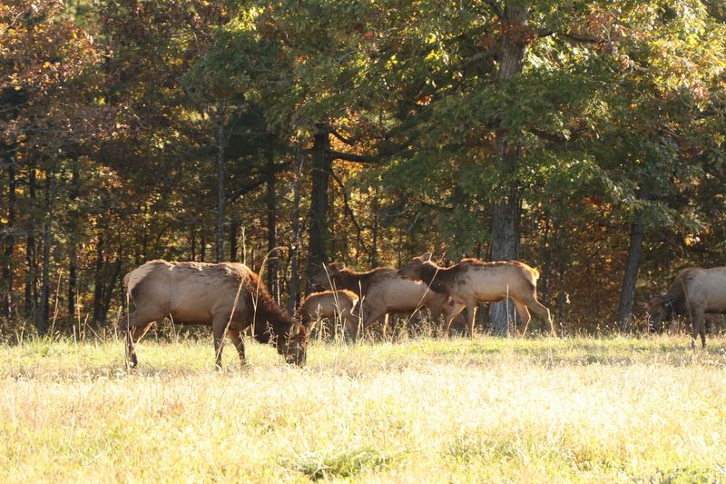 Forests, Glades, And Valleys Keep The Scenery Changing
