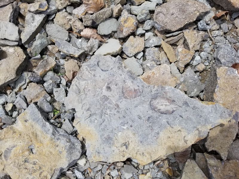 Fossils Show Up Faster Than You Might Expect Fossils Show Up Faster Than You Might Expect