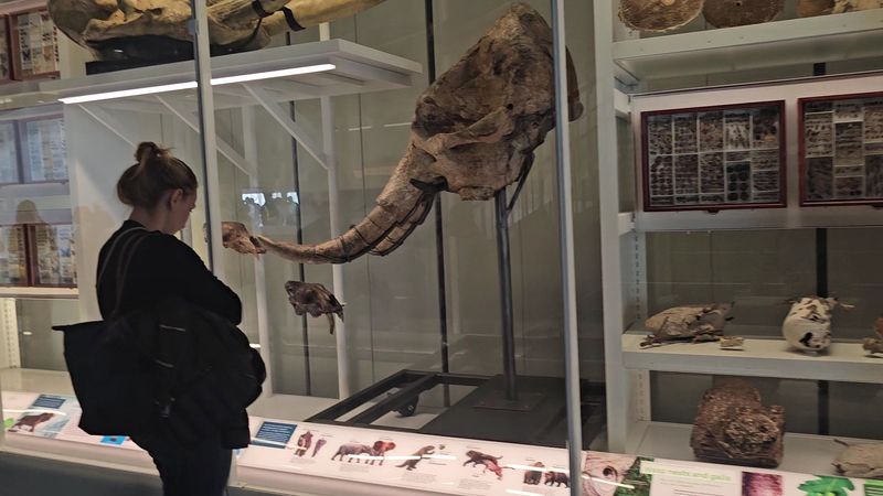 Fossils of ancient birds and small hunters tell a bigger story Fossils of ancient birds and small hunters tell a bigger story