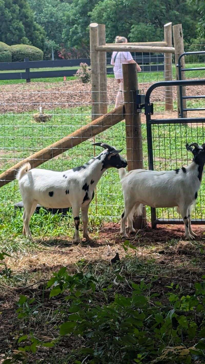 Free Animal Feeding Makes the Visit Feel Easy Free Animal Feeding Makes the Visit Feel Easy