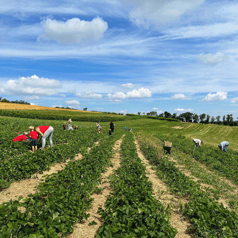 Fresh Fruit Beyond The Apple Rows