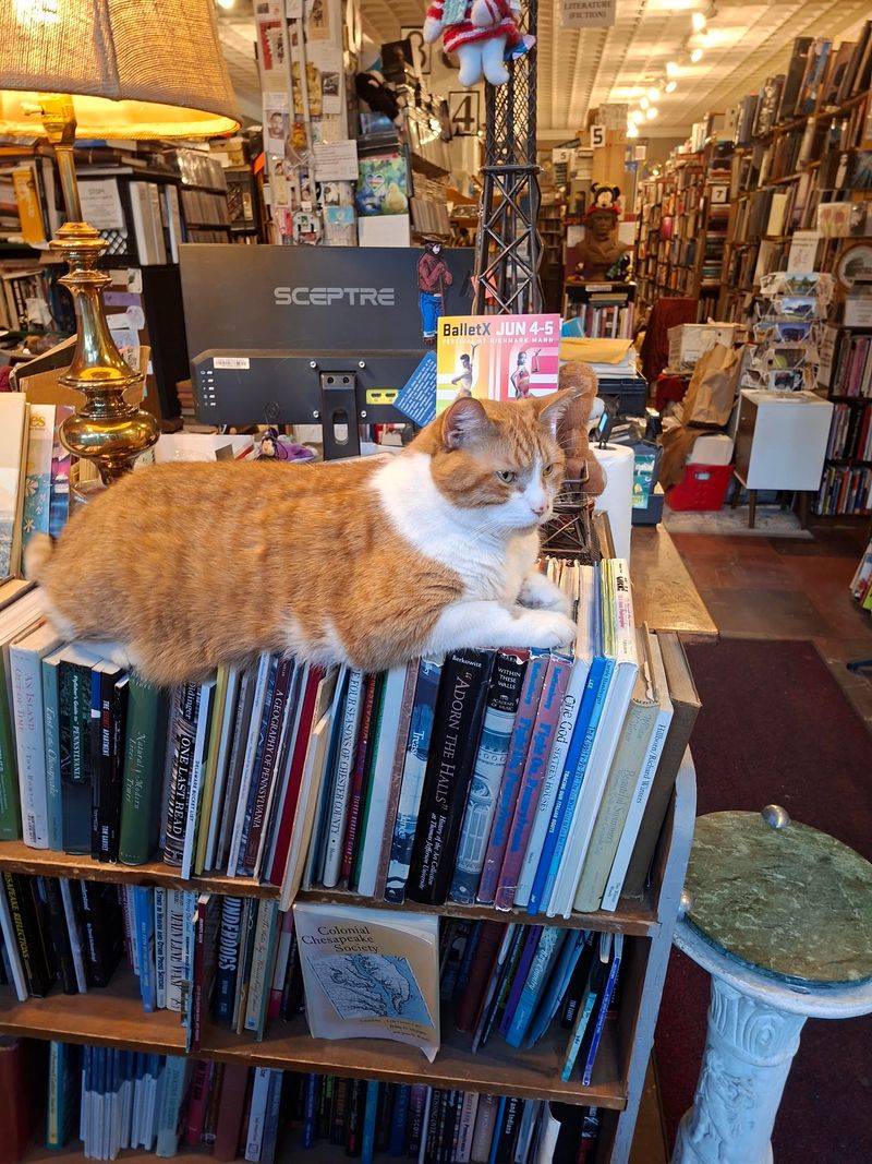 Friendly Staff and a Famous Bookstore Cat