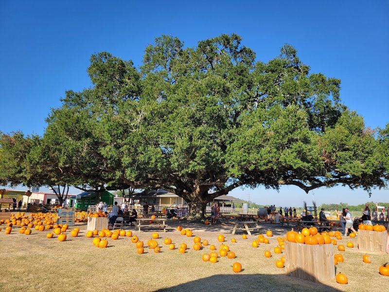 Froberg's Farm (Alvin)
