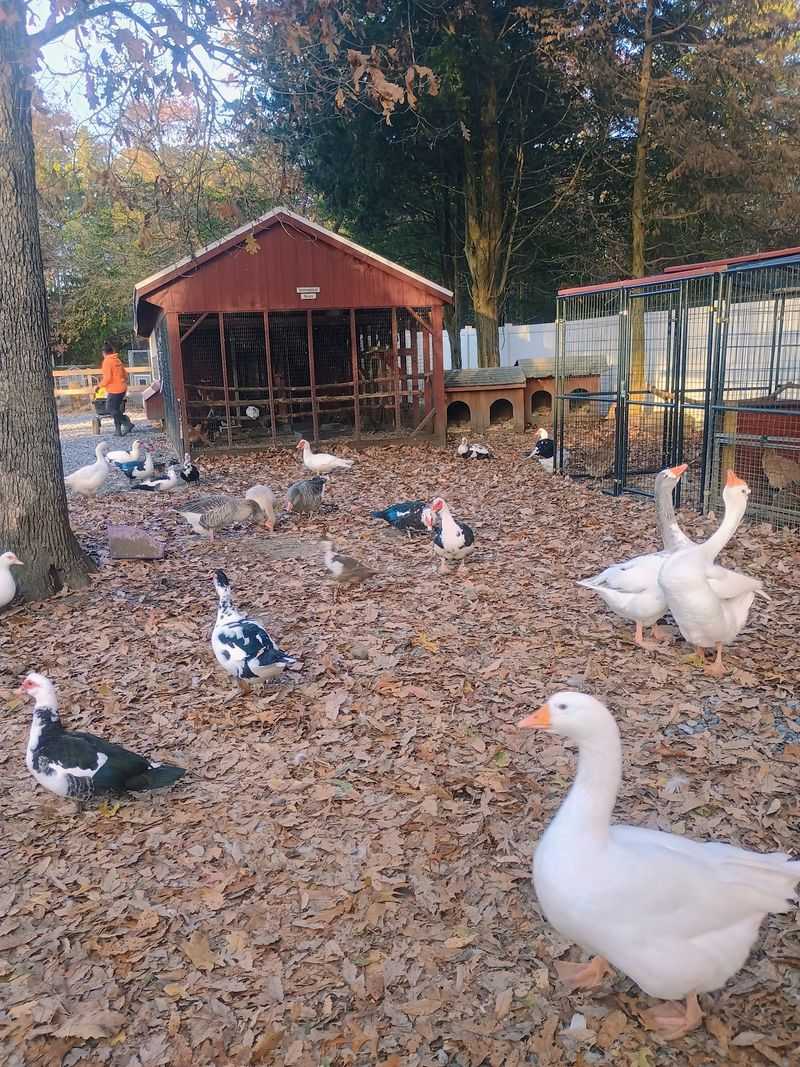 Funny Farm Rescue & Sanctuary - Mays Landing