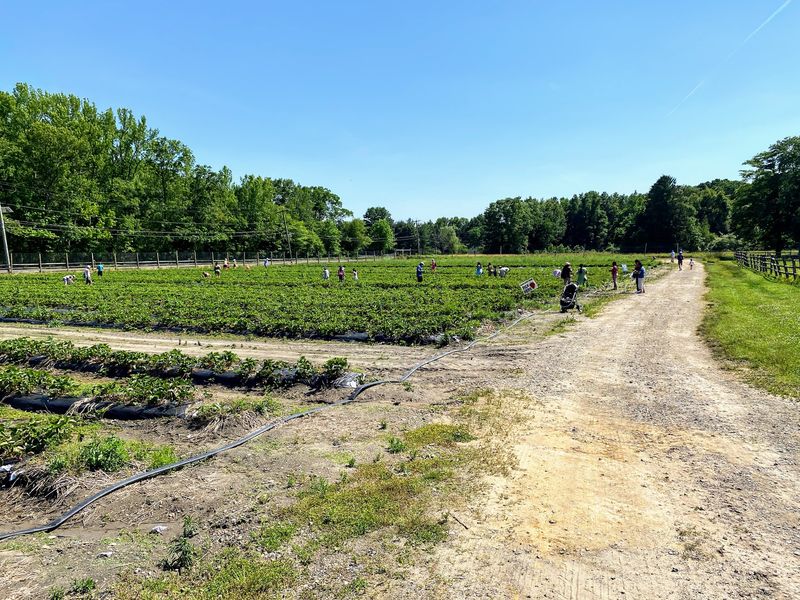 Giamarese Farm Has Been Growing in East Brunswick Since 1941