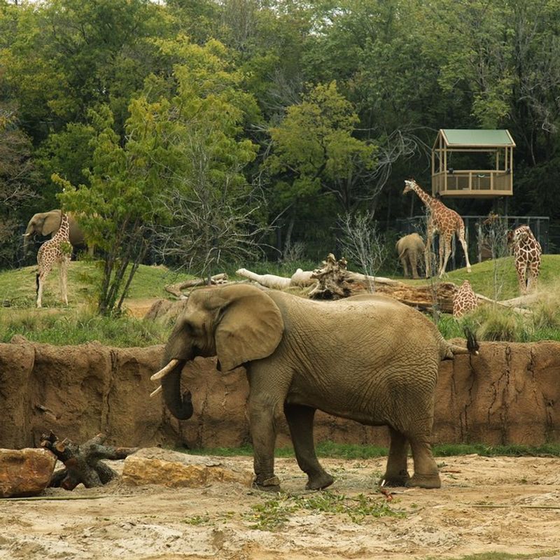 Giants of the Savanna