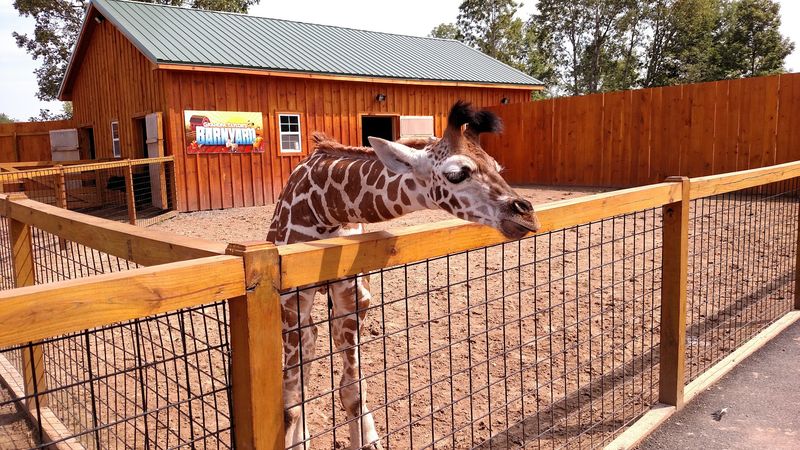 Giraffe Feeding Adds A Storybook Kind Of Magic