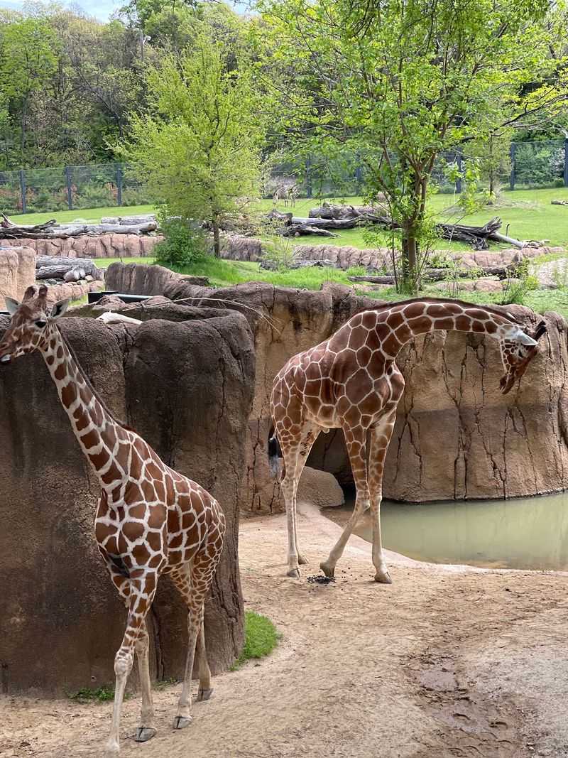 Giraffe Feeding Experience