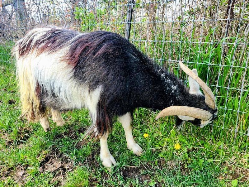 Goats Add Energy And Curiosity Goats Add Energy And Curiosity
