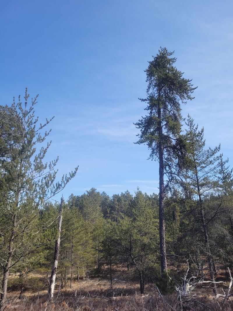 Grand Island Rim Trail