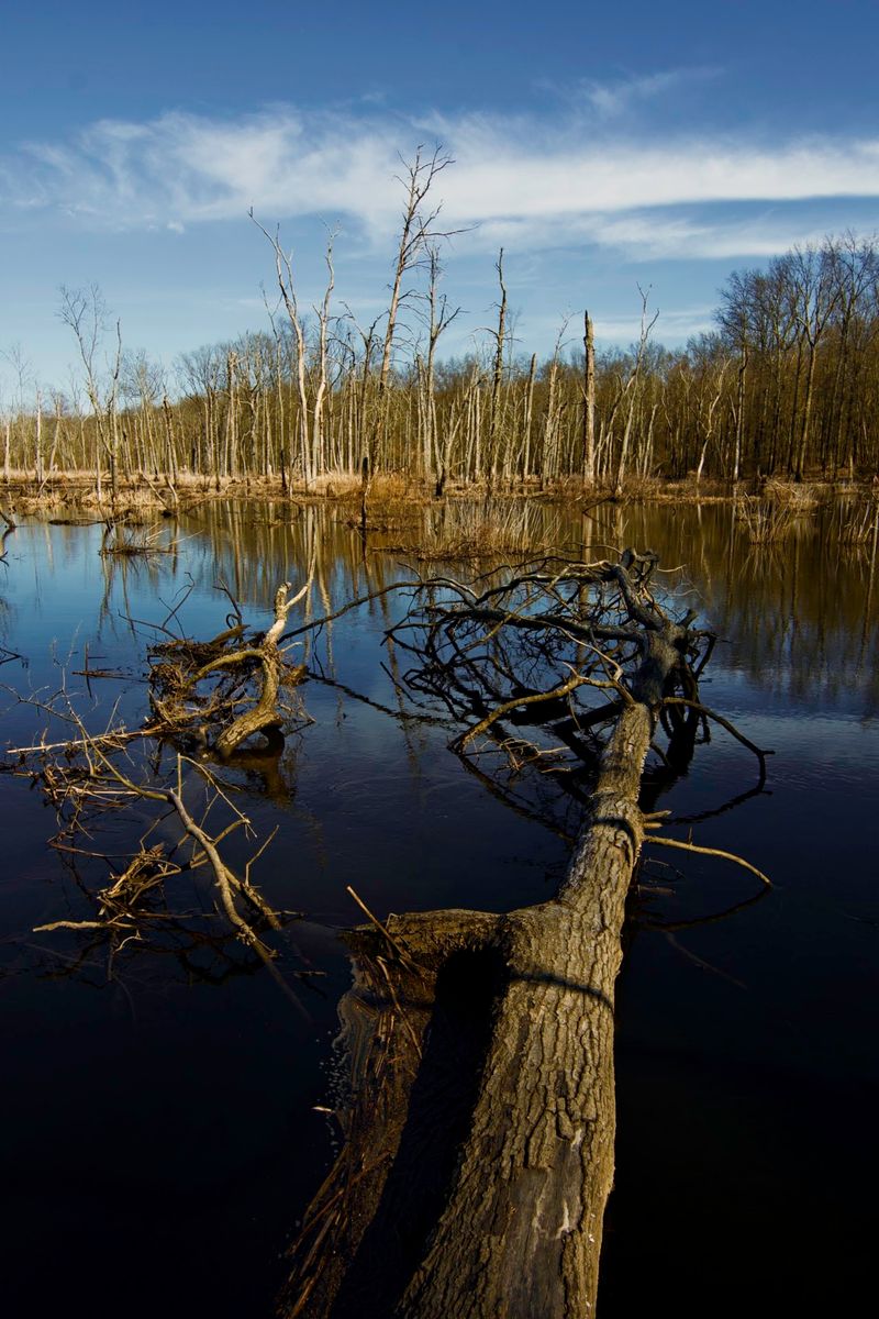 Great Swamp National Wildlife Refuge - Morris County Great Swamp National Wildlife Refuge - Morris County