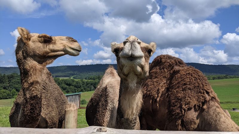 Green Horse Farm Animal Park & Petting Zoo Green Horse Farm Animal Park & Petting Zoo
