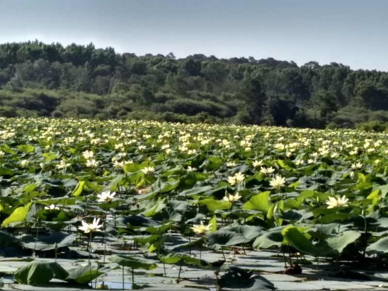 Habitat Management and Invasive Plants