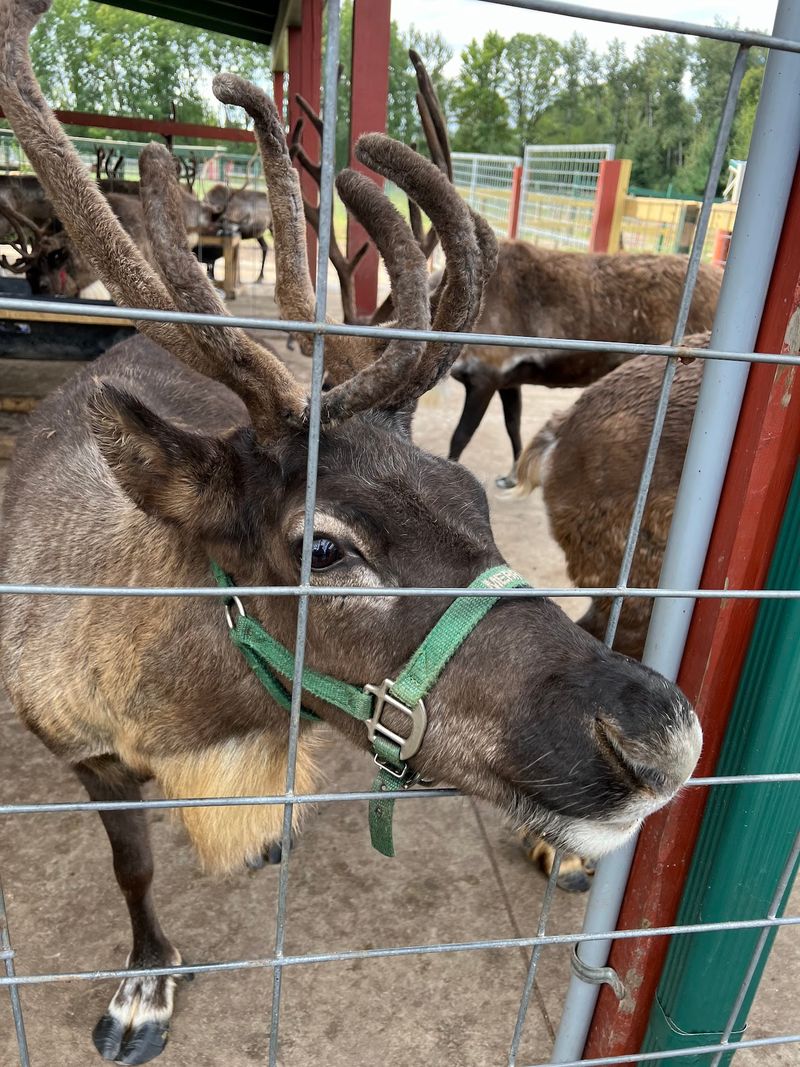 Hand-Feeding Reindeer Up Close