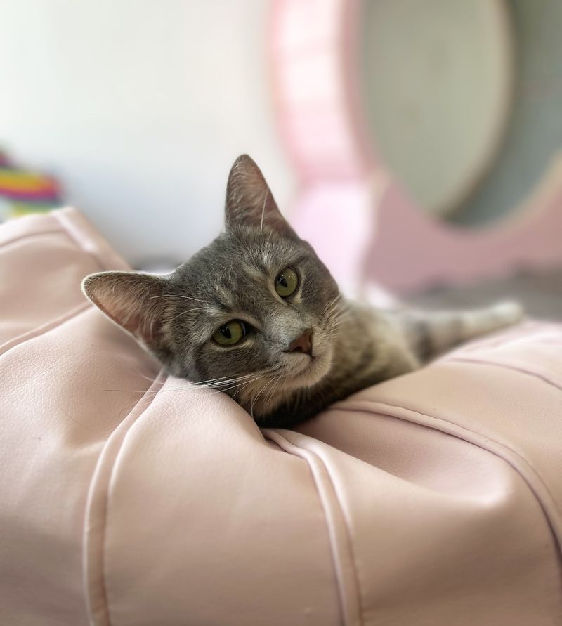 Happy Cat Cafe - Grand Rapids Happy Cat Cafe - Grand Rapids
