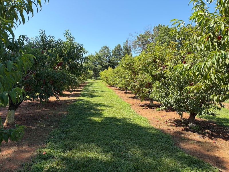 Hayrides Give You the Big Orchard View