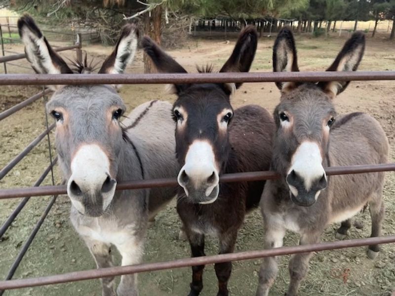 Home Sweet Home Animal Sanctuary - Hardwick