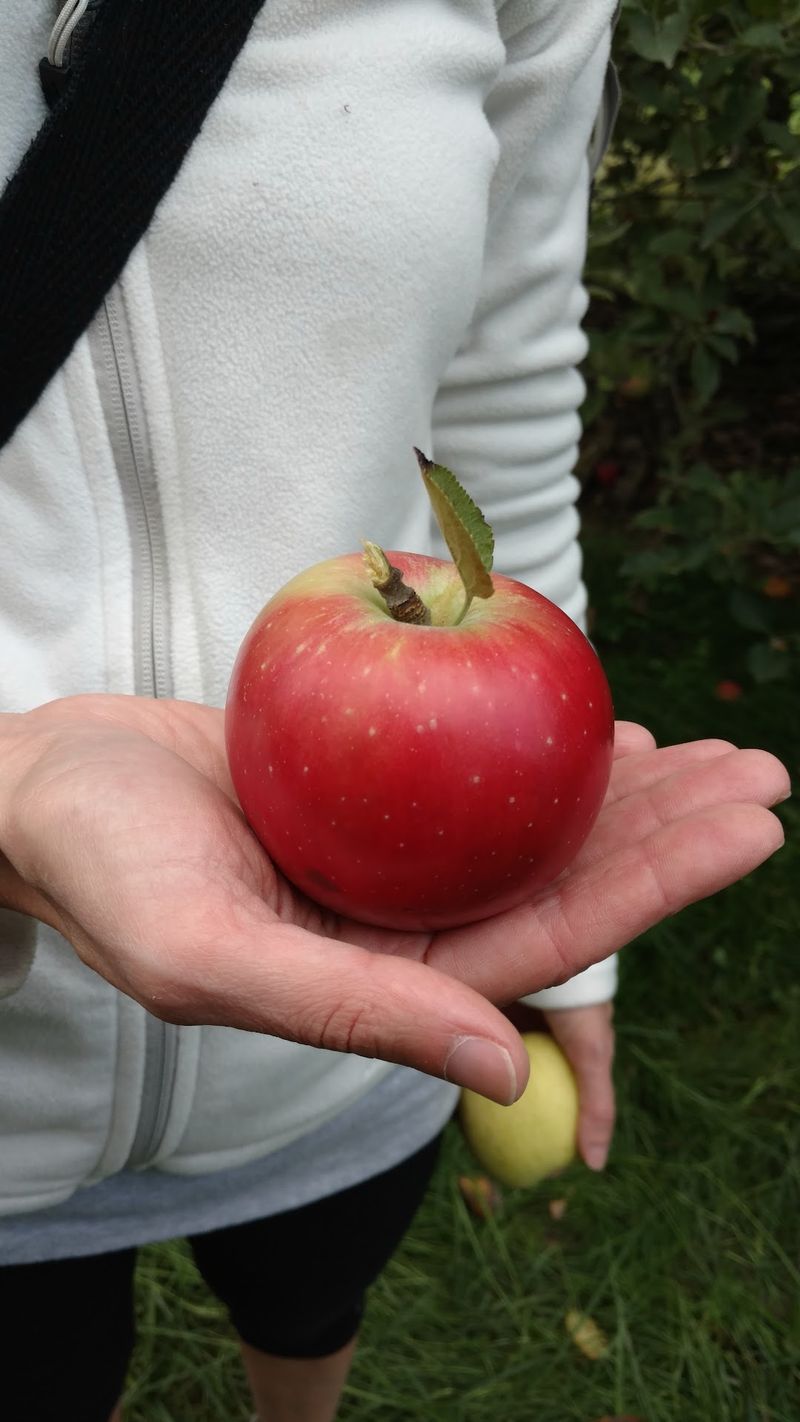 Honeycrisp Apples People Cannot Stop Talking About Honeycrisp Apples People Cannot Stop Talking About