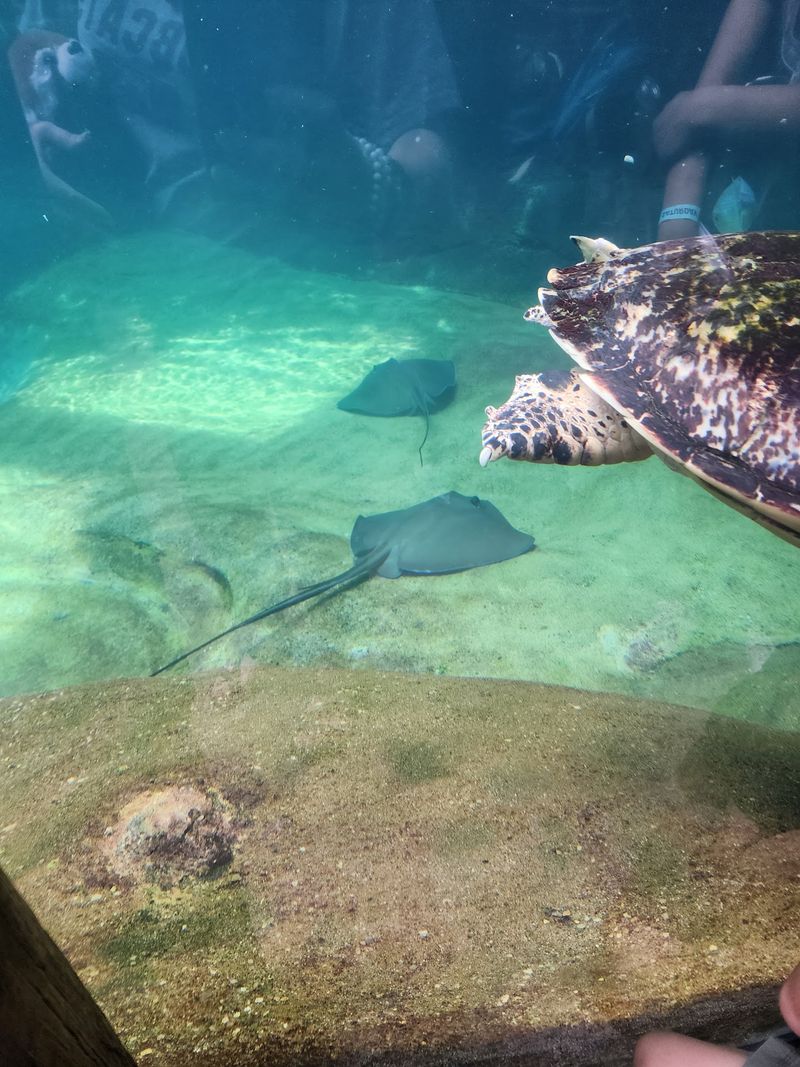 How the Touch Area Makes Animal Learning Fun How the Touch Area Makes Animal Learning Fun