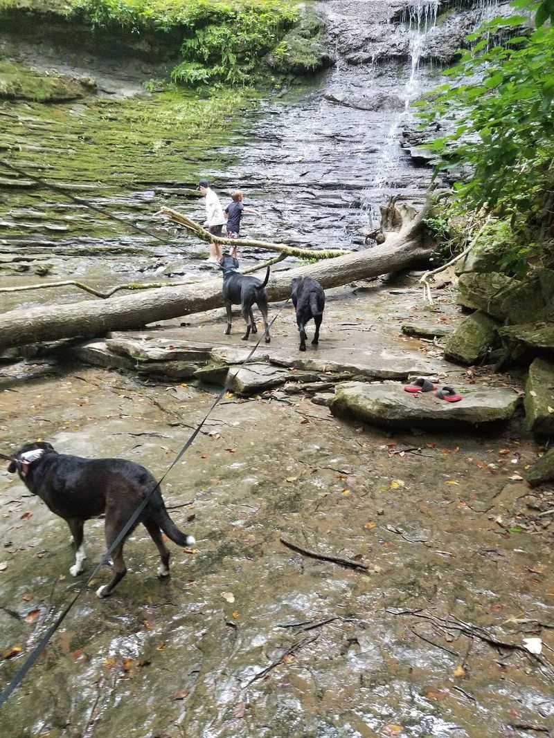 Jackson Falls, near Duck River