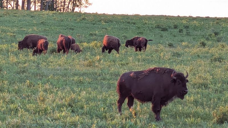 The Bison Are the Big Draw, but They Are Not a Zoo Exhibit