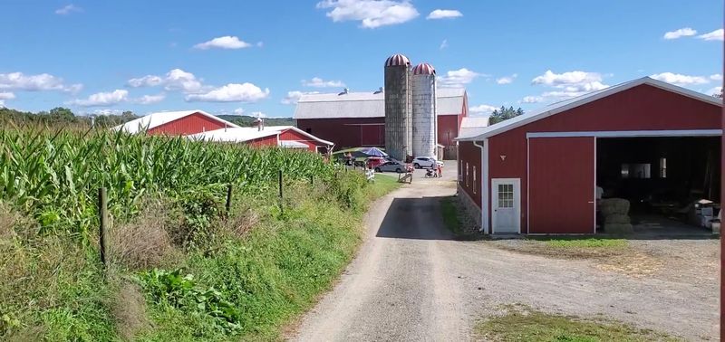 Jersey Girl Cheese at Hillcrest Orchard & Dairy — Branchville Jersey Girl Cheese at Hillcrest Orchard & Dairy — Branchville